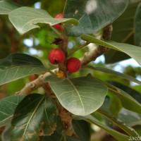Ficus benghalensis L.
